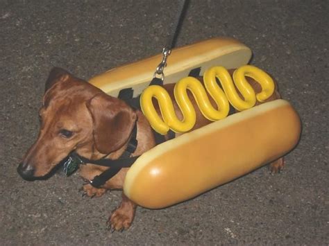 Weiner Dogs Bing Images Weiner Dog Hot Dogs Dogs