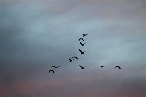 Flying High Migrating Birds Free Image Download