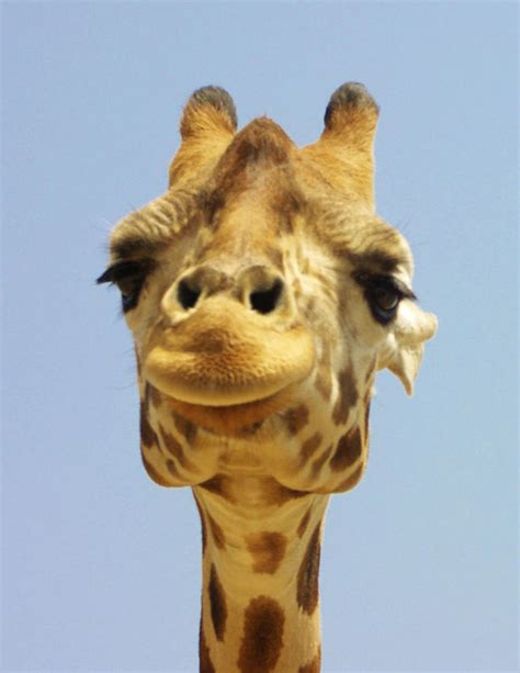 Giraffe Smile Photograph By Thomas Preston