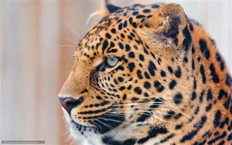 Leopardo Amur 4k 3840x2160 Wallpaper