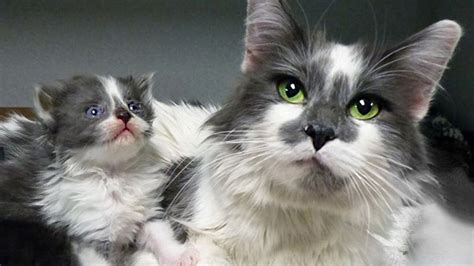 Mother Cat And Kittens Rescued