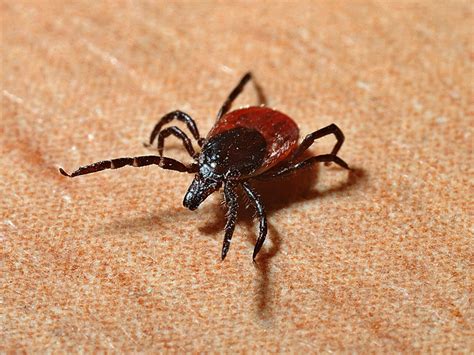 Beginners Guide To Ticks