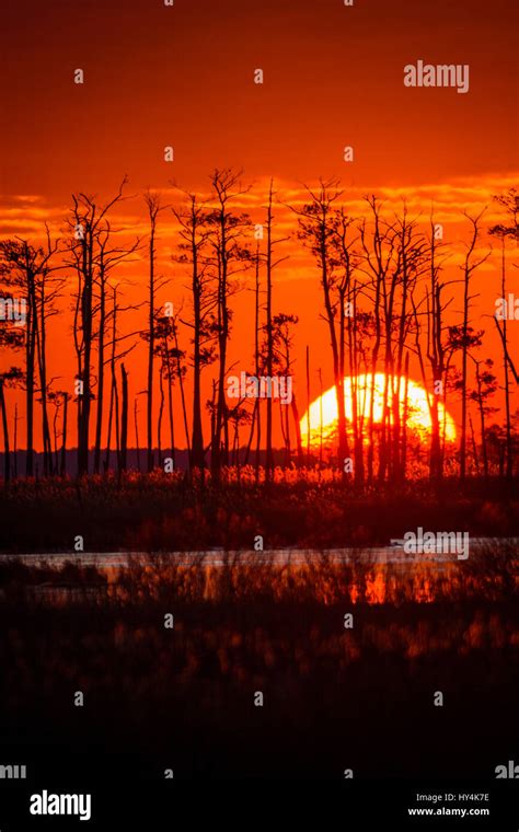 Sunrise Over Tidal Wetlands Blackwater National Wildlife Refuge