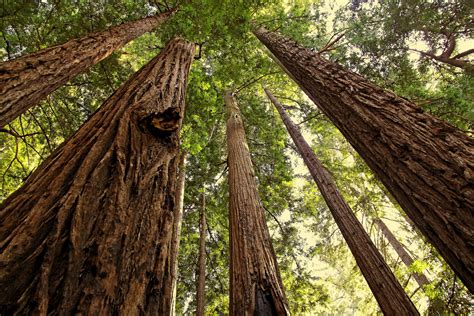 We did not find results for: RV Destination Guide: Redwood National Park