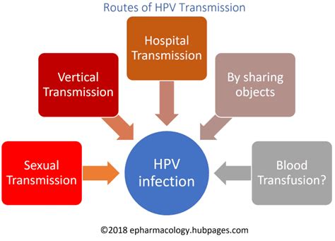 Hpv Types Infection Symptoms Cancer Warts Transmission And More Hubpages