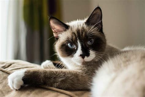 Snowshoe Cat Breed Profile Personality Care Pictures
