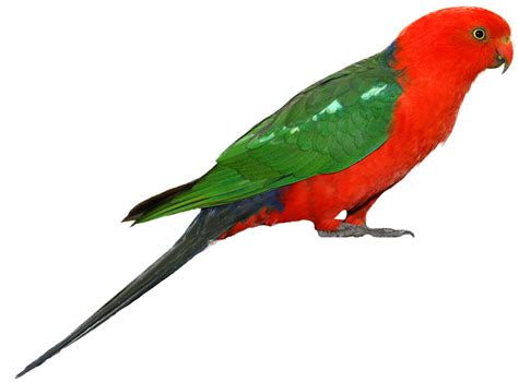 Parrot Hd Png Transparent Parrot Hdpng Images Pluspng