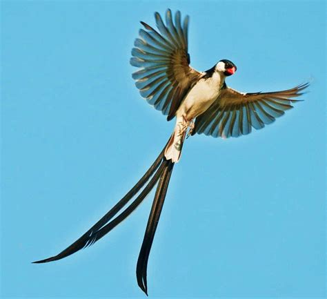 The Pin Tailed Whydah Bird Vidua Macroura Is A Small Songbird Most Of