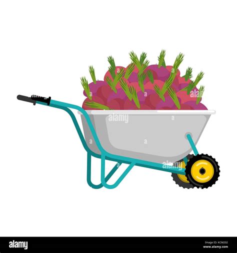 Wheelbarrow And Beet Vegetables In Garden Trolley Big Harvest Vector