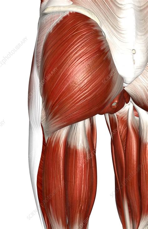 The Muscles Of The Lower Body Stock Image C0082081 Science Photo