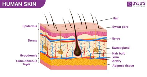 Explain Skin As An Important Part Of The Body Along With A Labelled