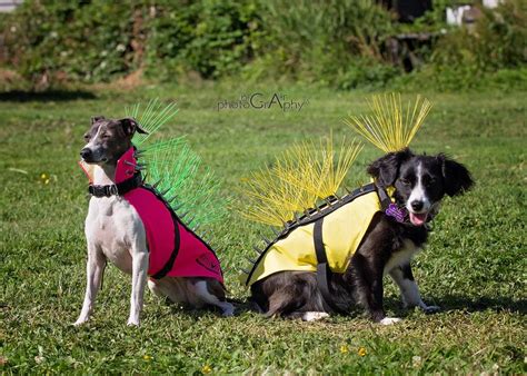 Review: Coyote Vest | Dog armor, Animal shelter, Animal quotes