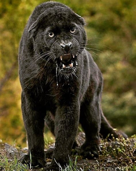 Beautiful But Very Angry 😨😱😰 Black Jaguar Melanistic Cat The