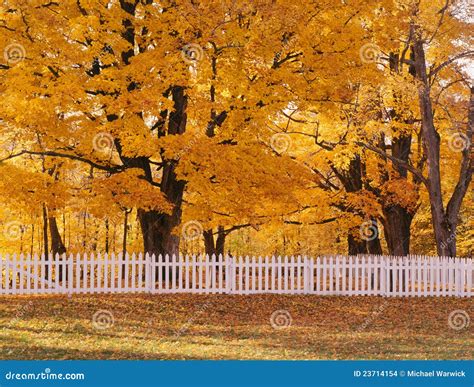 Autumn Trees And White Fence Stock Photo Image Of Peaceful Colors
