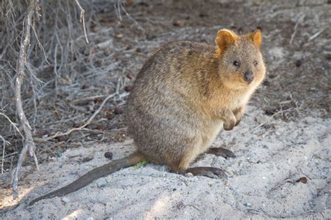 Skip to main | skip to sidebar. Quokka Setonix brachyurus "A kangaroo with short legs ...