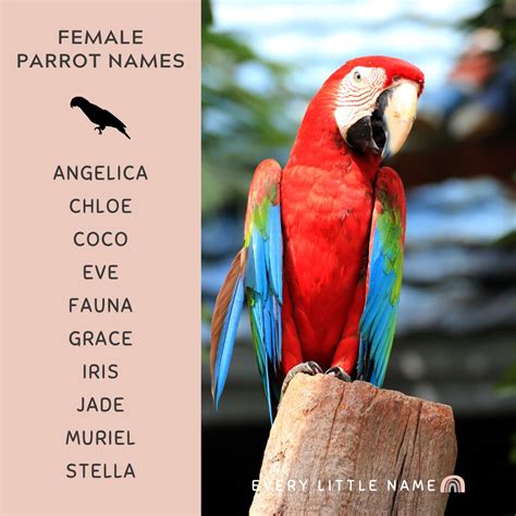 210 Best Parrot Names Cute Funny And Mac Awesome Every Little Name