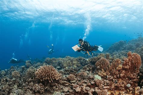 73 Scientists Study French Polynesias Coral Reefs Dive Into What