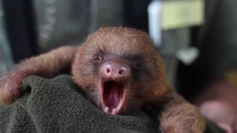 These Baby Animals Yawning Will Make You Say A Too