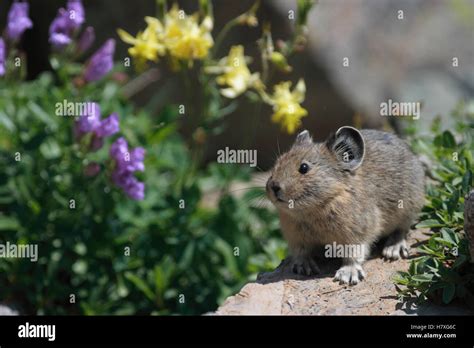 American Pika Ochotona Princeps Glacier National Park Montana Stock