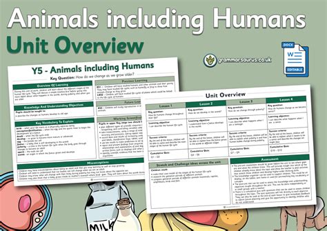 Year 5 Science Animals Including Humans Unit Overview Grammarsaurus