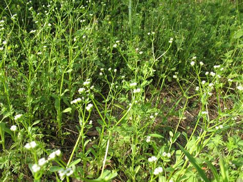 Sensible Survival Edible Wild Plants Lambs Lettuce