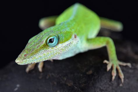 Tiny Albino Lizards Are The First Gene Edited Mutant Reptiles