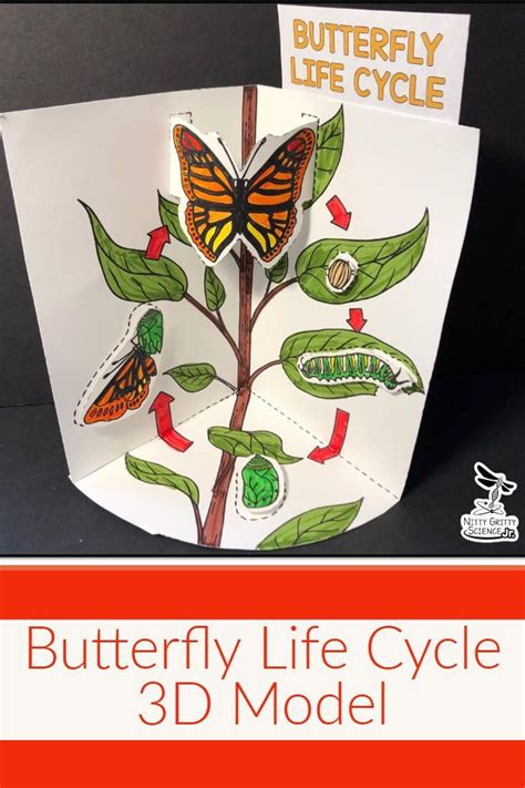 Nitty Gritty Science Jr Butterfly Life Cycle Butterfly Life Cycle