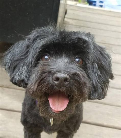 Let us assist you in. Adopt Polly on Petfinder | Poodle mix, Poodle mix dogs ...