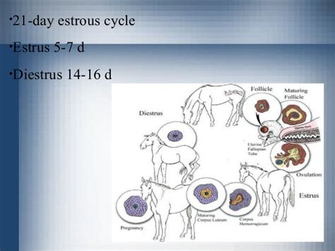 Equine Breeding And Reproduction