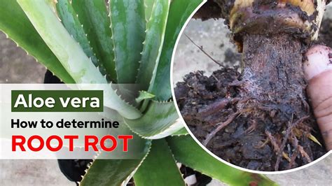 How To Determine Aloe Vera Root Rot Youtube