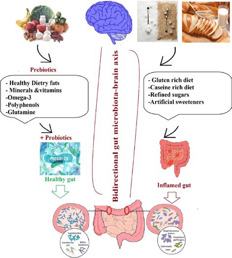 Interaction Between Diet Gut Microbiota And The Brain Healthy