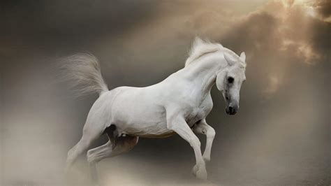 Good Names For White Horses Mares Stallions And Geldings