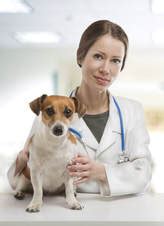 Serving the kirkland area for over 15 years. Who's Who in the Vet Clinic: Part 1 - INTERNAL MEDICINE ...