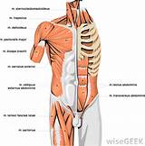 Pictures of Unbalanced Core Muscles