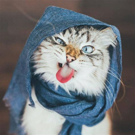 a cat wearing a blue scarf and sticking its tongue out with it s tongue hanging out