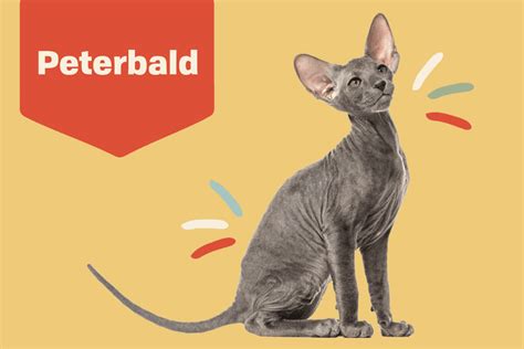 Peterbald Cat Breed Information And Characteristics