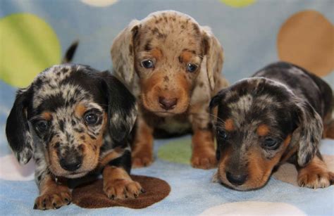 55 Blue Merle Dachshund For Sale Picture Bleumoonproductions