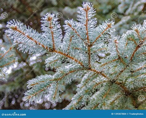 A Branch Of A Coniferous Tree With Melting Snow Stock Photo Image Of