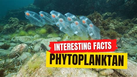 Phytoplankton Facts Youtube