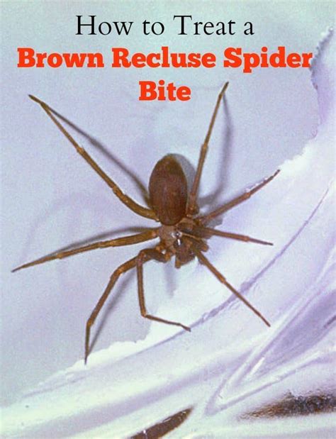 What Does A Recluse Spider Bite Look Like Brown Recluse Spider Bites