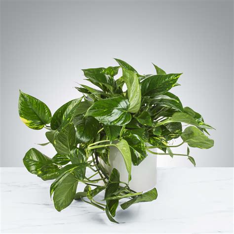 Pothos Plants And Live Oak Trees A Comprehensive Guide