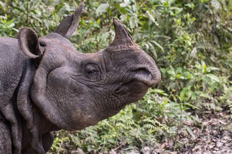 Népal La Population De Rhinocéros A Augmenté De Plus De 100 Individus