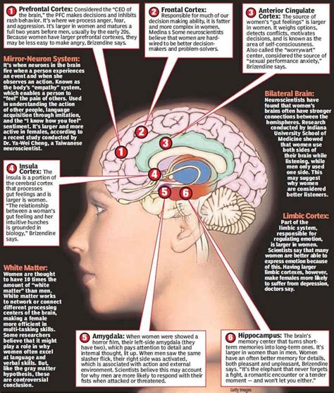 How The Human Brain Differs According To Sex Male And Female Brains Compared