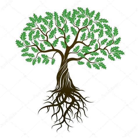 Vector Color Oak Tree With Green Leafs And Roots — Stock Vector