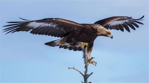 día del águila real por qué se celebra este 13 de febrero al ave sagrada y símbolo nacional de