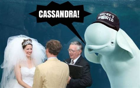 Beluga Whale Attends Wedding Sparks Photoshop Battle Animals