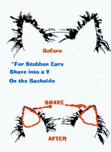 Before doing anything on your own, you should consult a. How to trim a Yorkies Ears, Or Yorkshire Terrier. Shave or trim half way down. Some times just ...