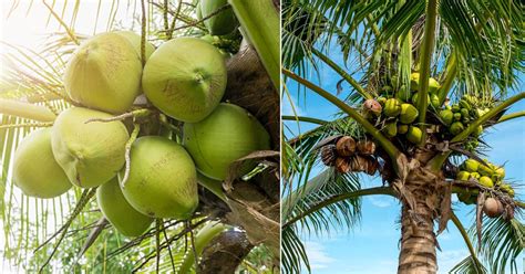 Folklore medicine claims that cocos nucifera (coconut) is use in diabetes, diarrhoea, pneumonia etc. Is Coconut a Fruit Or Nut? | Balcony Garden Web
