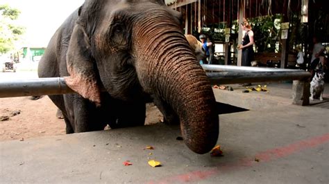 lunch time at elephant nature park youtube