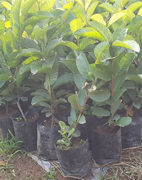 Taiwan Pink Guava Plant At Rs 60piece Guava Plants Id 18185160412